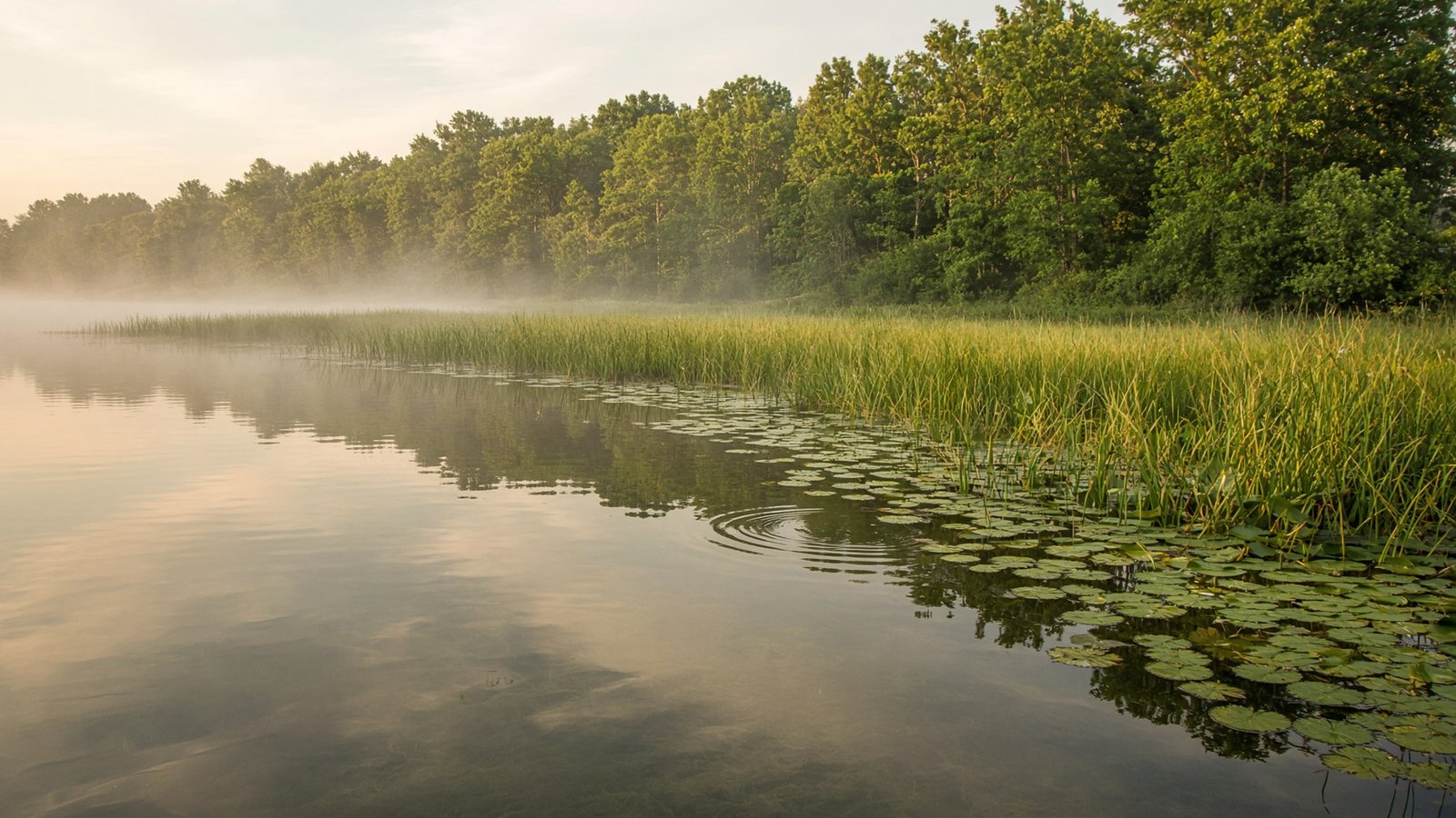 A calm lake at summer dawn with mist over a weed line along the shore.