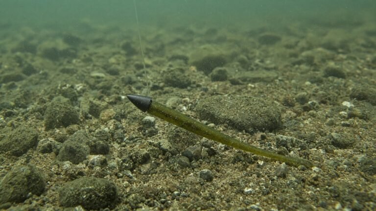 A Texas-rigged green pumpkin plastic worm with a bullet weight resting on a rocky lake bottom.