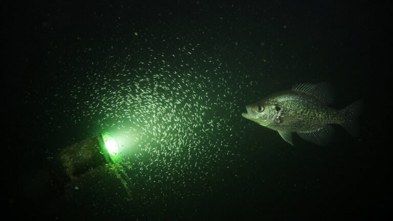 A black crappie hovering at the dim edge of a green underwater light glow, with baitfish in the light.