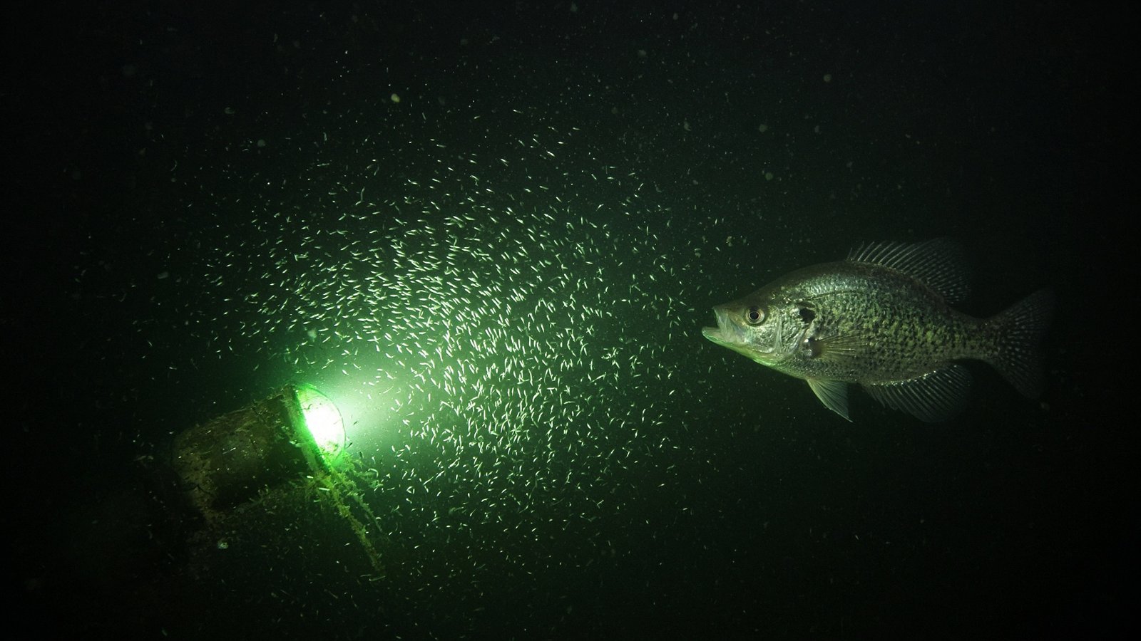 A black crappie hovering at the dim edge of a green underwater light glow, with baitfish in the light.