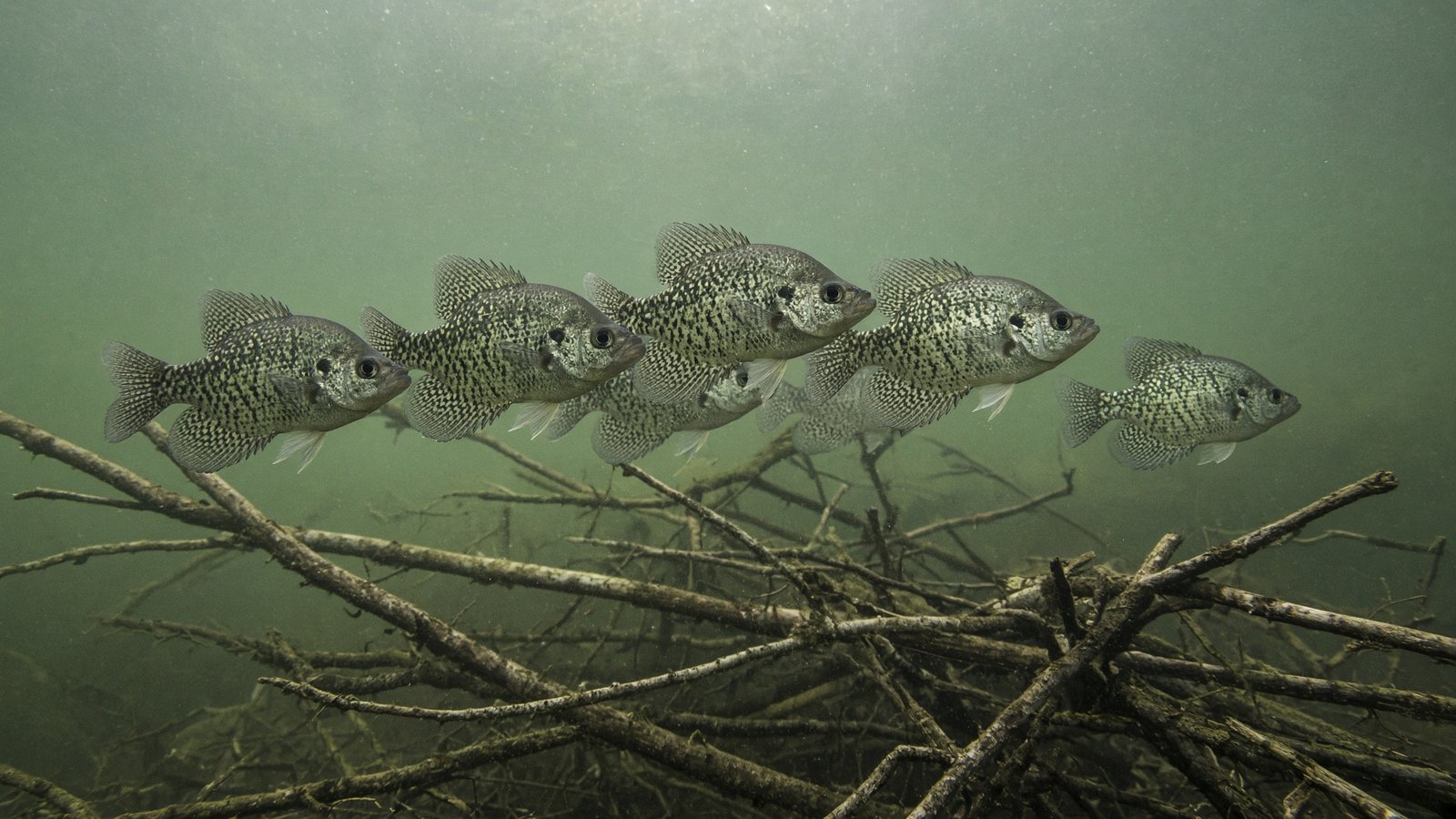 A small school of black crappie suspended just above a submerged brush pile in a lake.