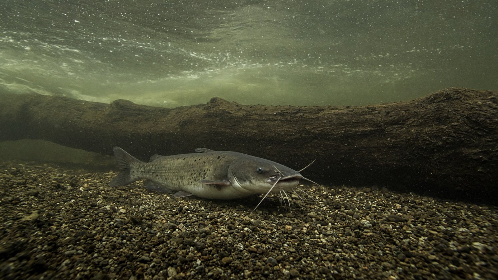 A channel catfish resting on a gravel bottom in the slack water behind a sunken log in a river.