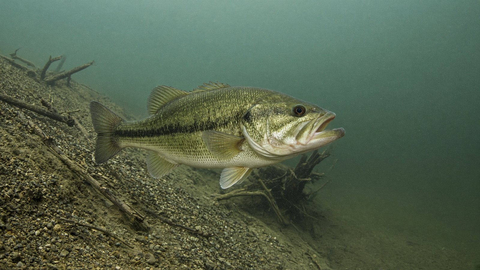 A large female largemouth bass holding along a submerged channel edge in early spring.