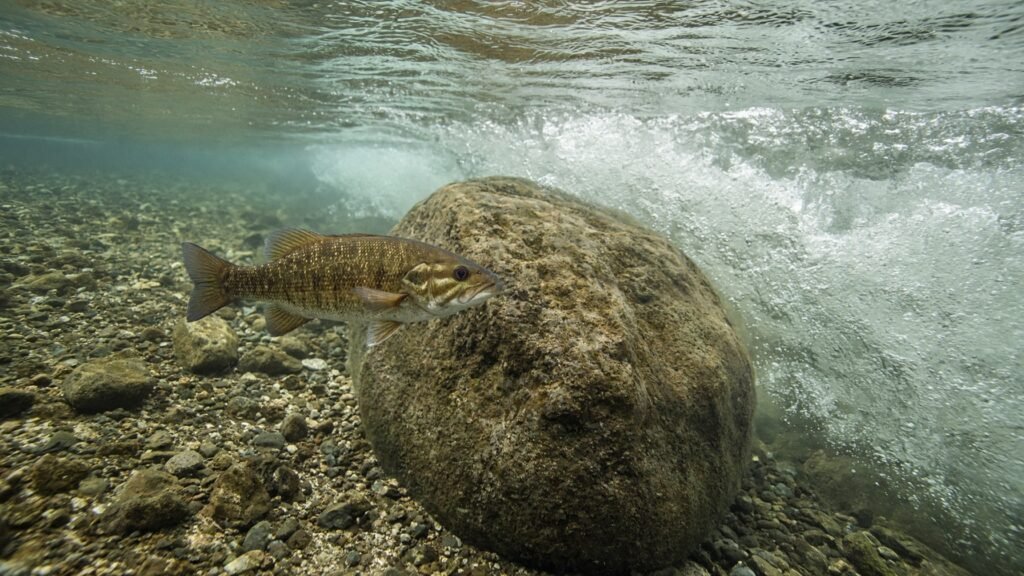 A smallmouth bass holding in slow water behind a boulder beside a river current seam.