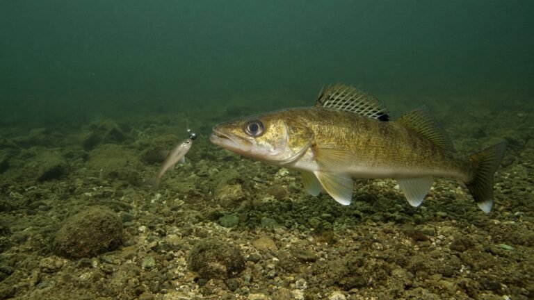 A walleye approaching a jig tipped with a minnow just above a rocky lake bottom.